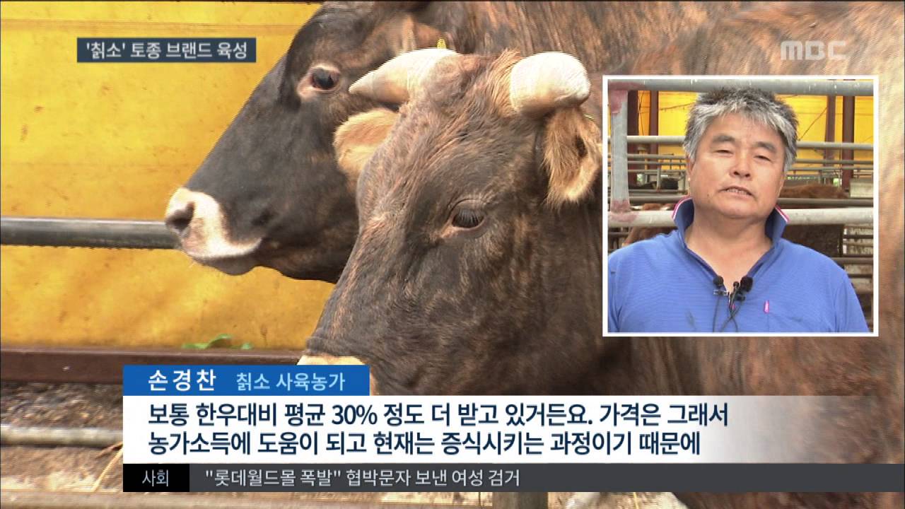 [대전MBC 뉴스데스크]토종 한우 '칡소' 증식 나서