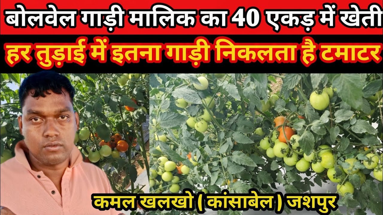 बोरवेल गाड़ी मालिक का 40 एकड़ में खेती 🍅 पर तोड़ाई इतना गाड़ी निकलता है टमाटर #kansabel #Tamatar 