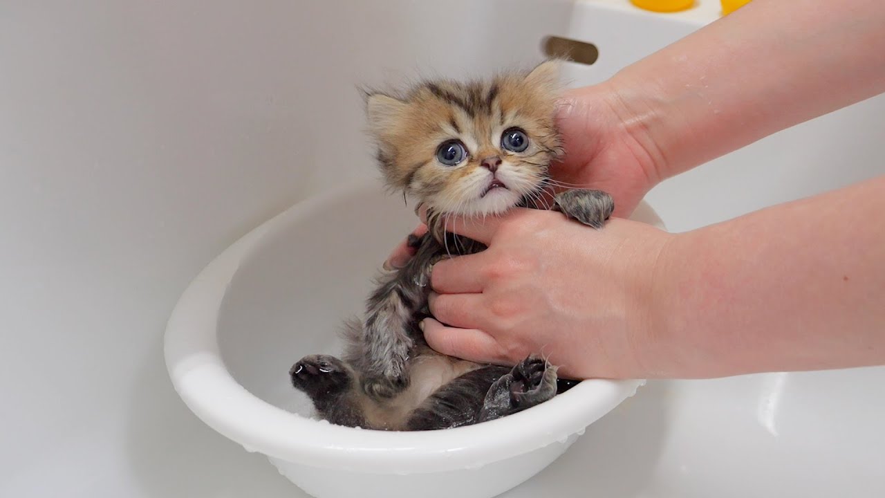 Реакция котят, когда они впервые приняли ванну, была такой милой!