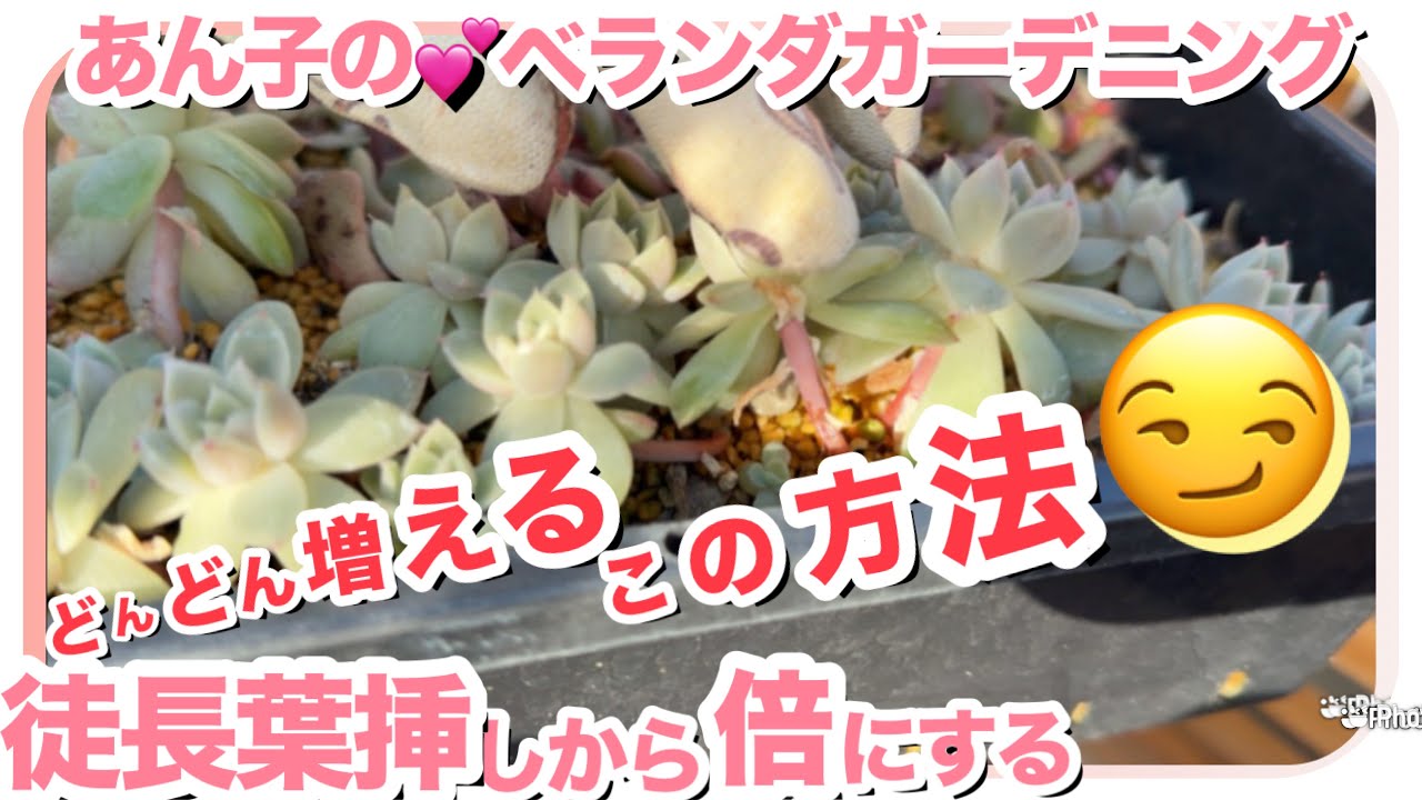 2/20🍀仕立て直しで更に倍❣️私はこうして増やしてます😁【多肉植物】【屋根なしベランダ】【葉挿し】