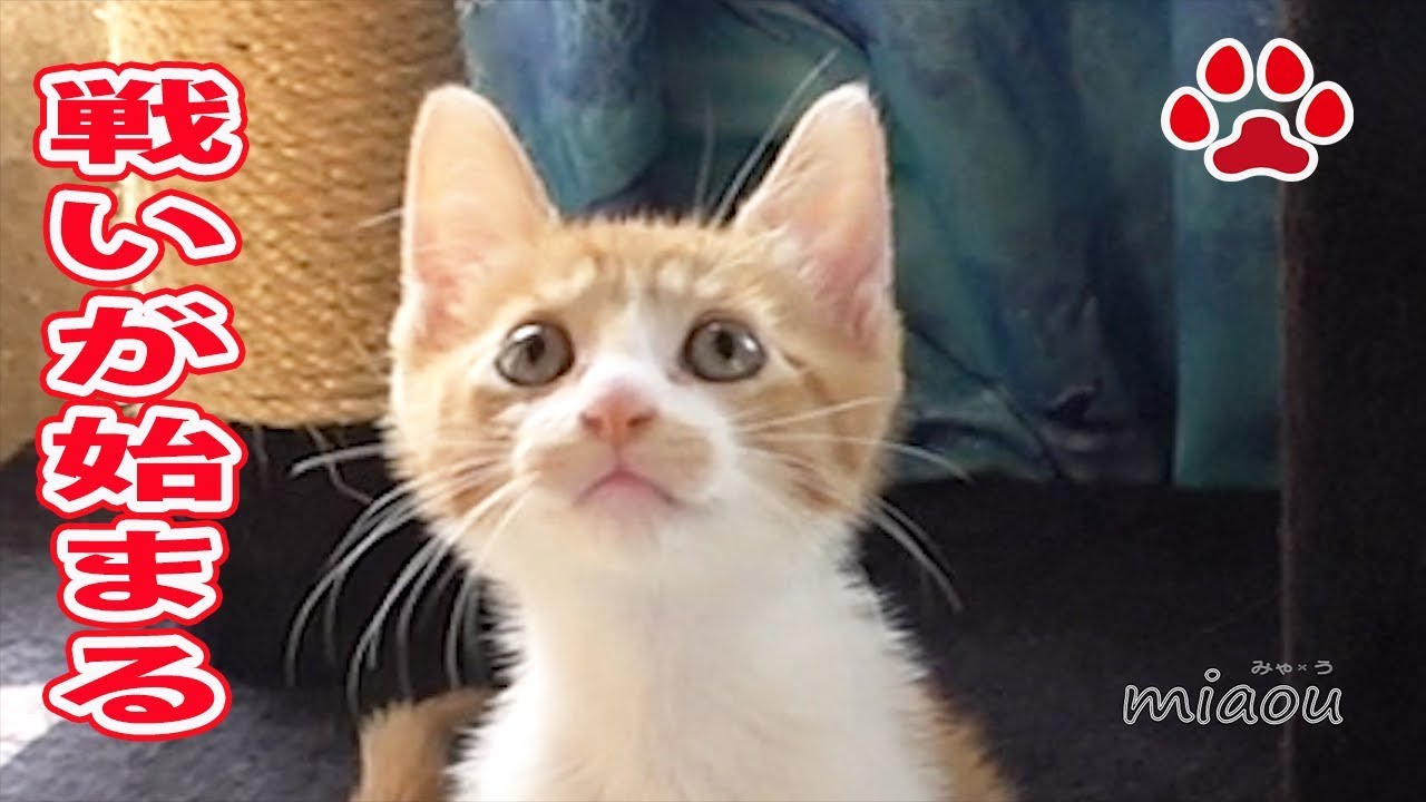 まやがらなと戦い始めたので過去を比較してみた【瀬戸のまや日記】Maya and Lana,Past comparison