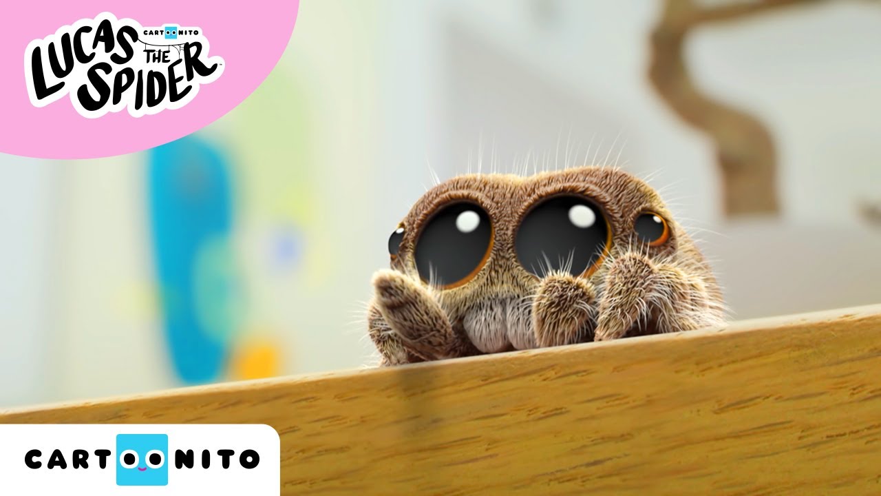 Lucas, a pók | Hogyan írjunk dalt? | Cartoonito