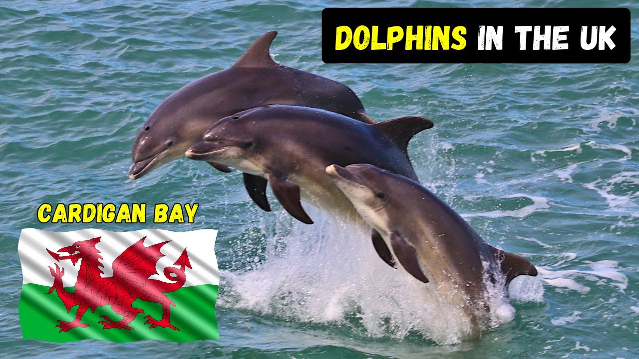 The Dolphins of Cardigan Bay