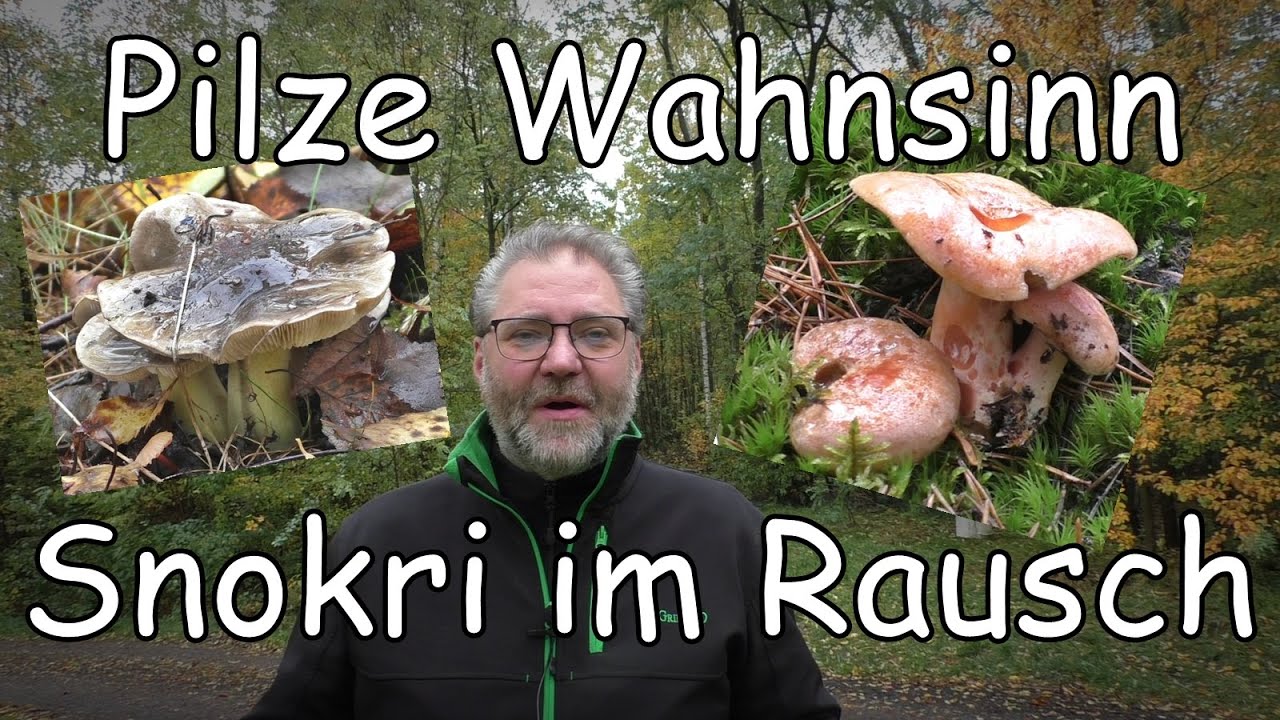 Pilze Wahnsinn - Snokri im Pilze Rausch - Pilze im Oktober 2020   Große Tour