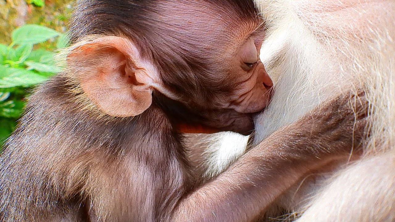 TOO MUCH HUNGRY. LITTLE VASCO MOST LOVELY DRINKING SWEETMILK WITH MOMMA.