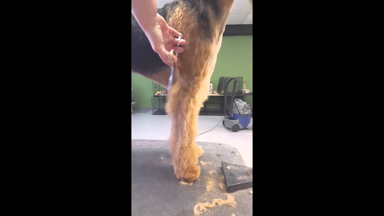 Airedale pet leg trimming