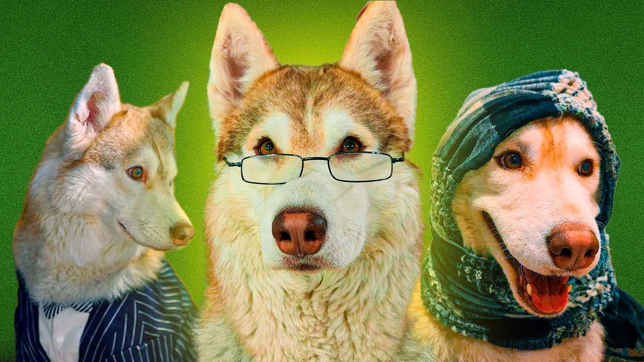 ЕСЛИ БЫ ПЕСИКИ ХОДИЛИ В ШКОЛУ! Лучшие серии за все время!!