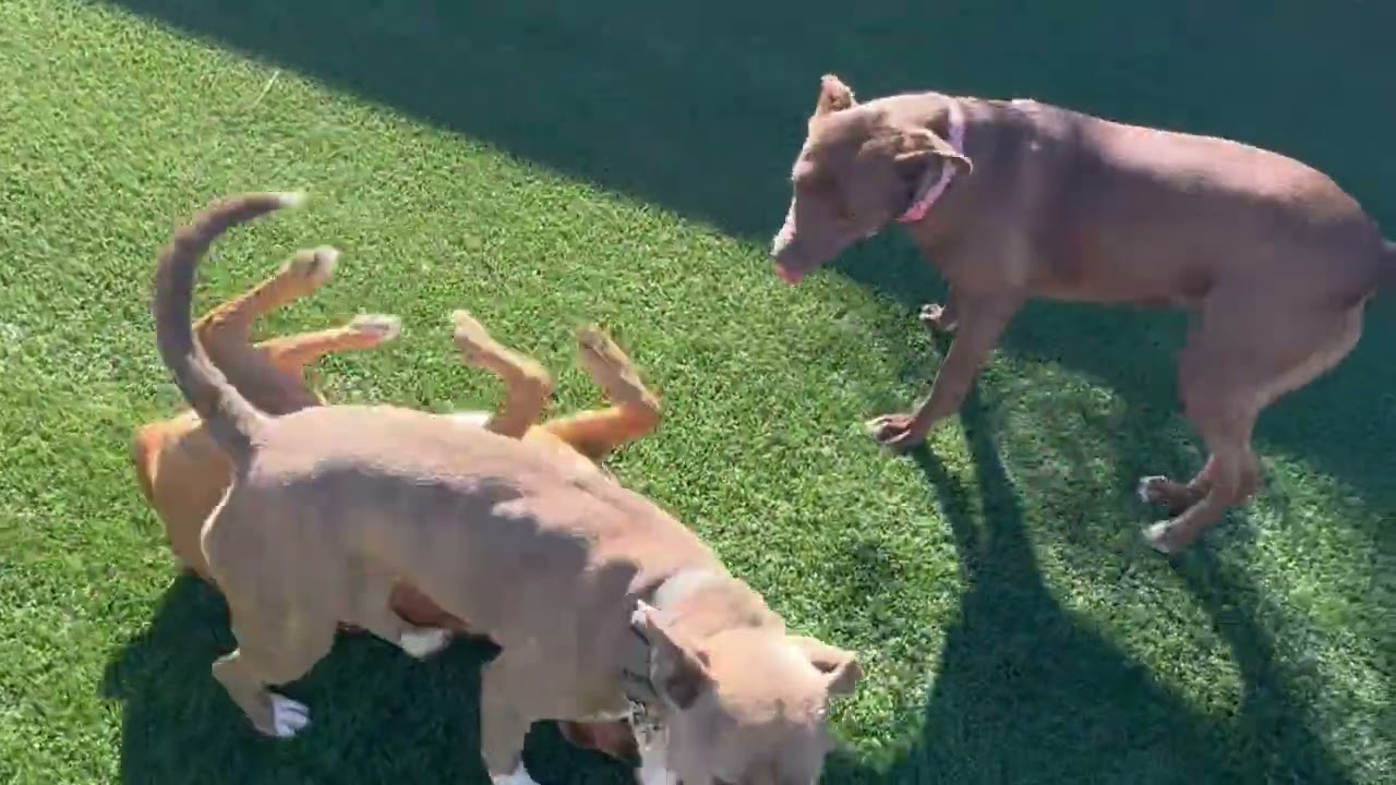 Non-Stop Fun at Dog Daycare 🐶🐾