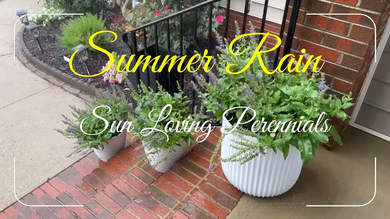 SUMMER FRONT YARD GARDEN / HEAVY SEASONAL RAIN