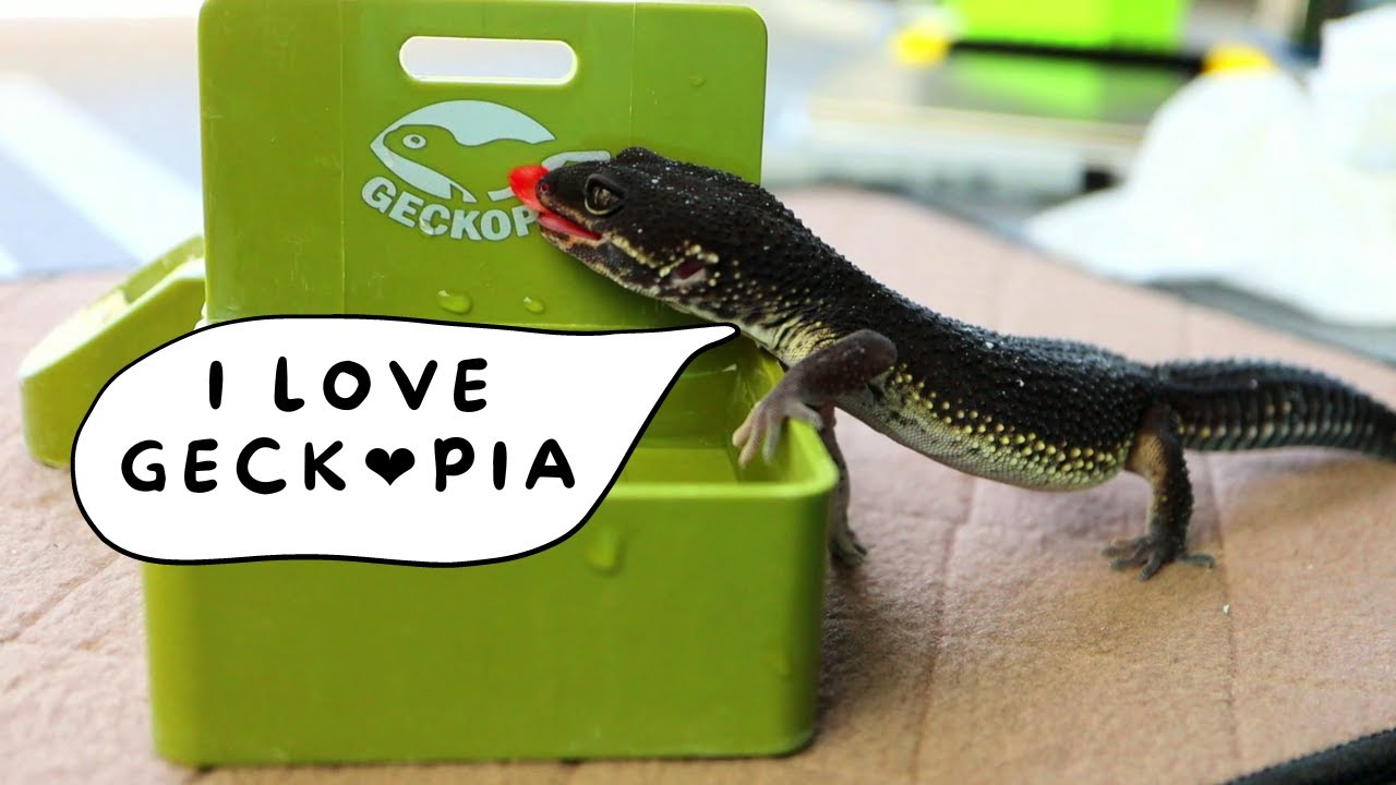 Black Night Leopard Gecko ASMR