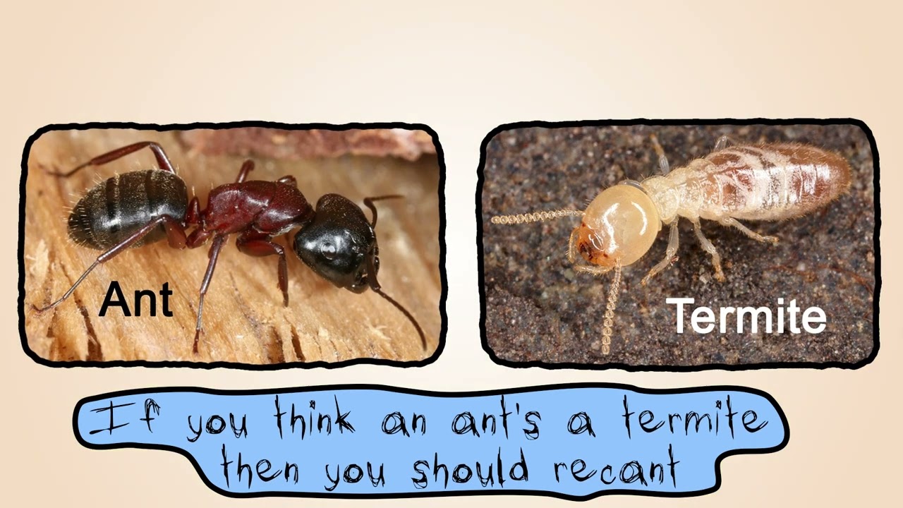 Ants vs Termites by Peter Weatherall