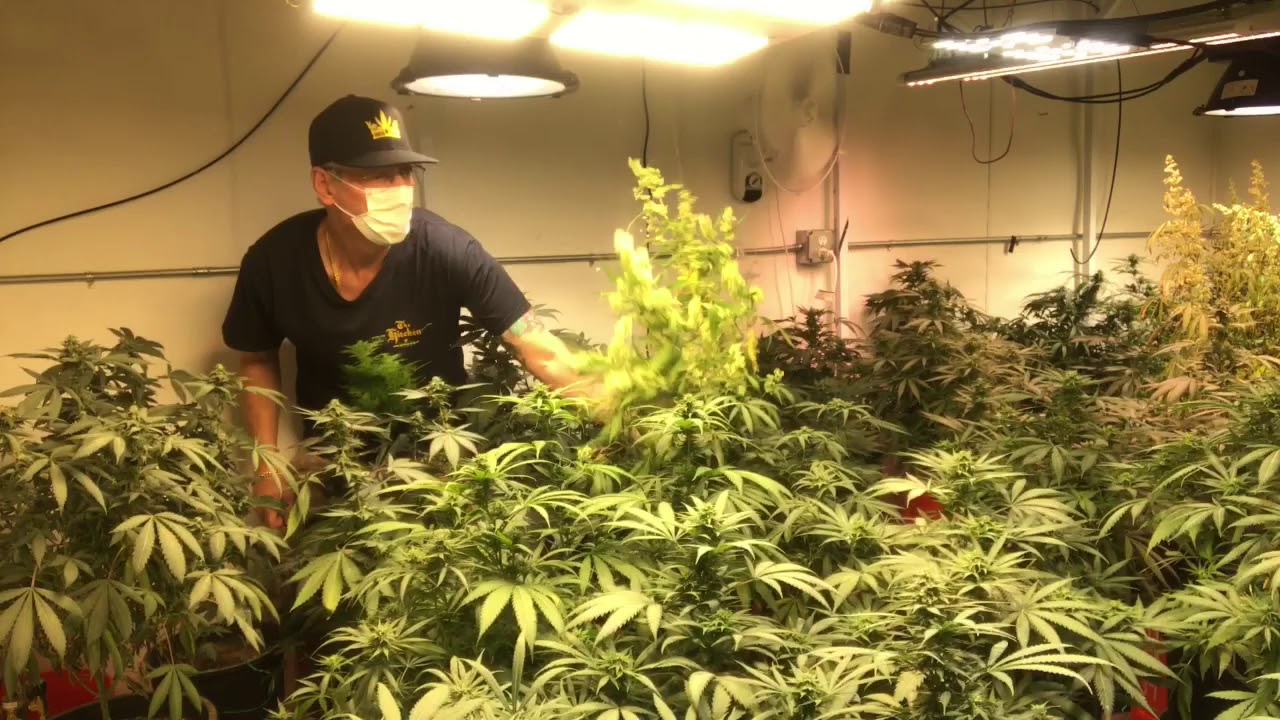 Jay Kitchen is pollen chucking the Angel's Uptown Kush males over all sorts of female plants.