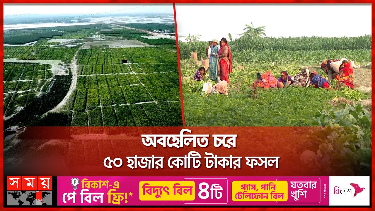 উত্তরের চরে কৃষির নতুন বিপ্লব | Rangpur | Char area | Farmers | Agricultural Revolution | Somoy TV