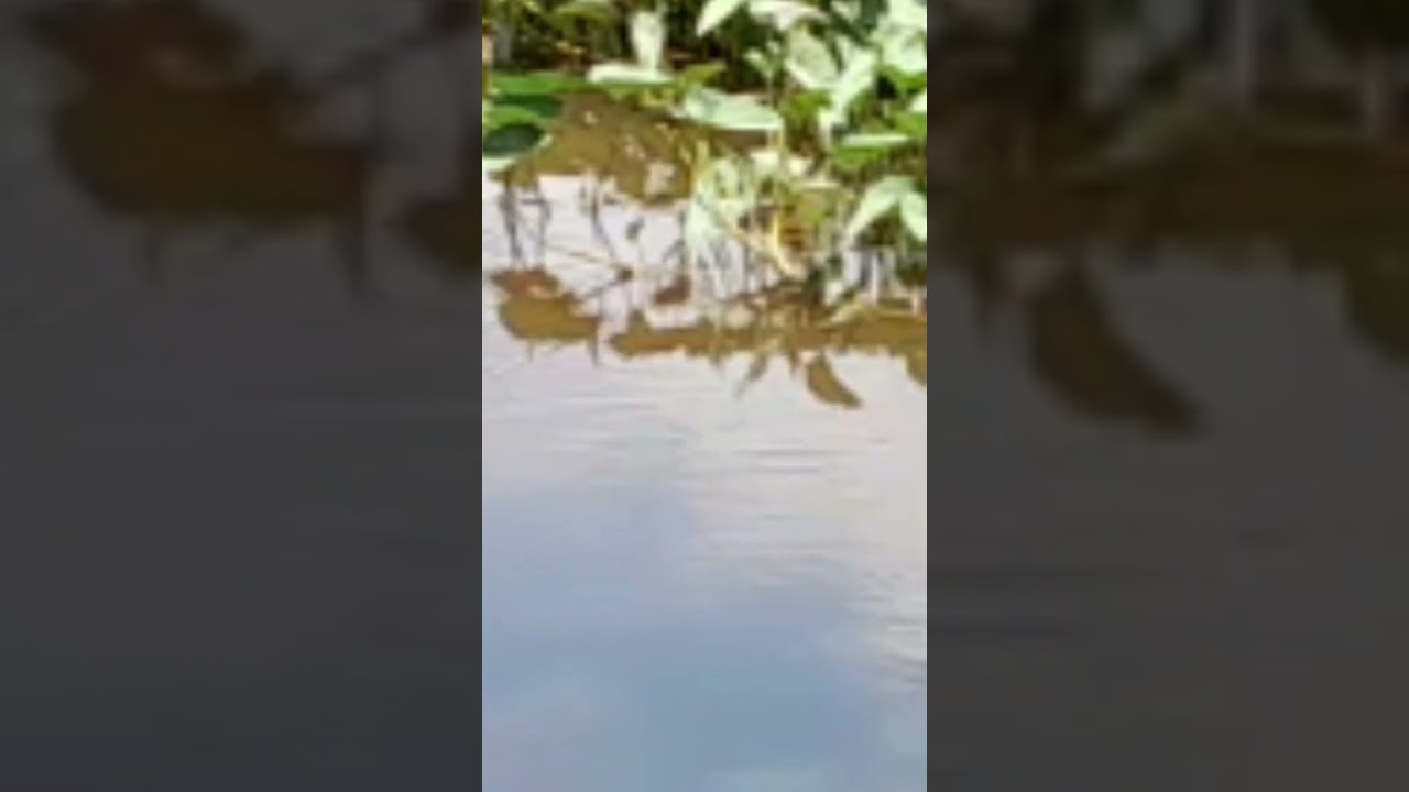sudah sore ganas betoknya #betokliar #betokrawa #betokbabon #shortsviral #shortsvideo #fishing