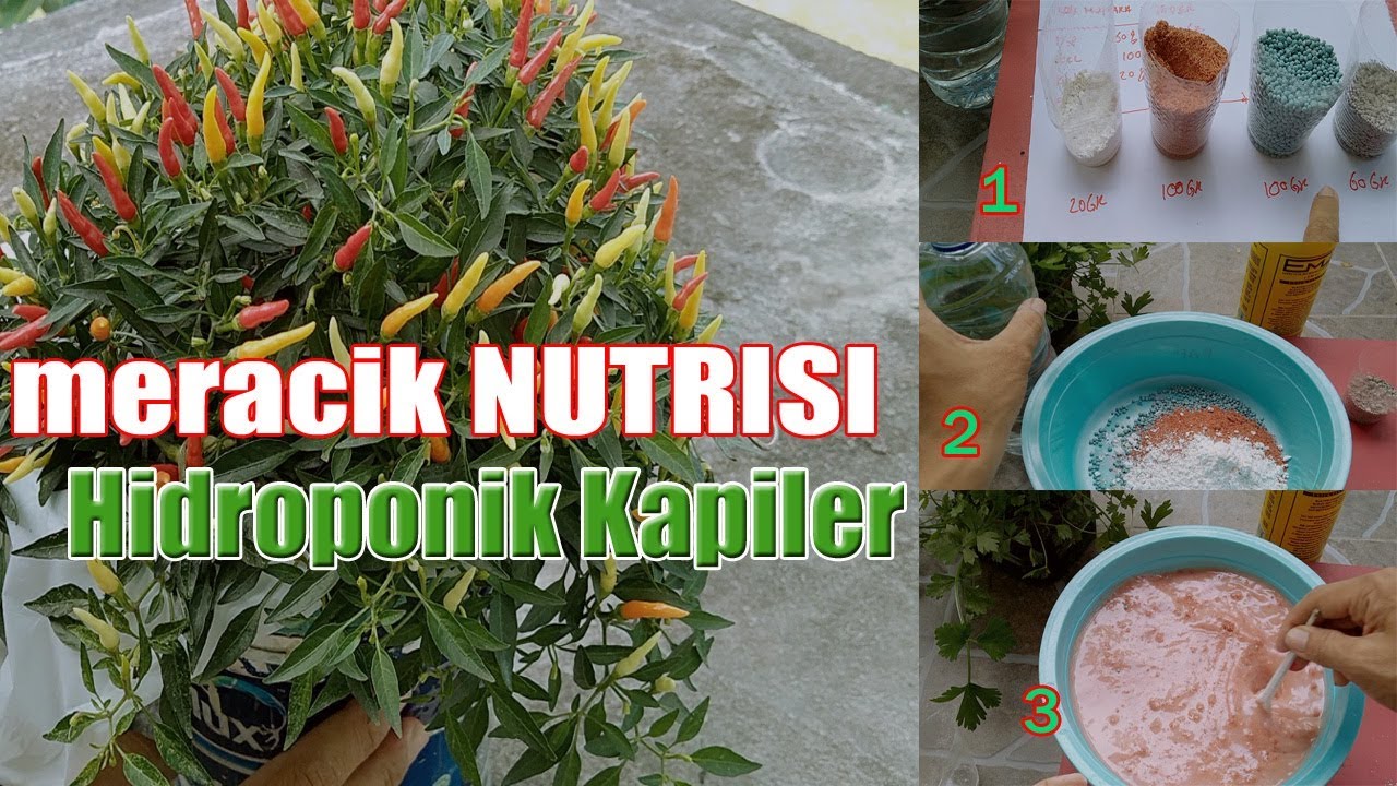 Cara Mudah Membuat Meracik Nutrisi Hidroponik Irigasi Kapiler Sendiri
