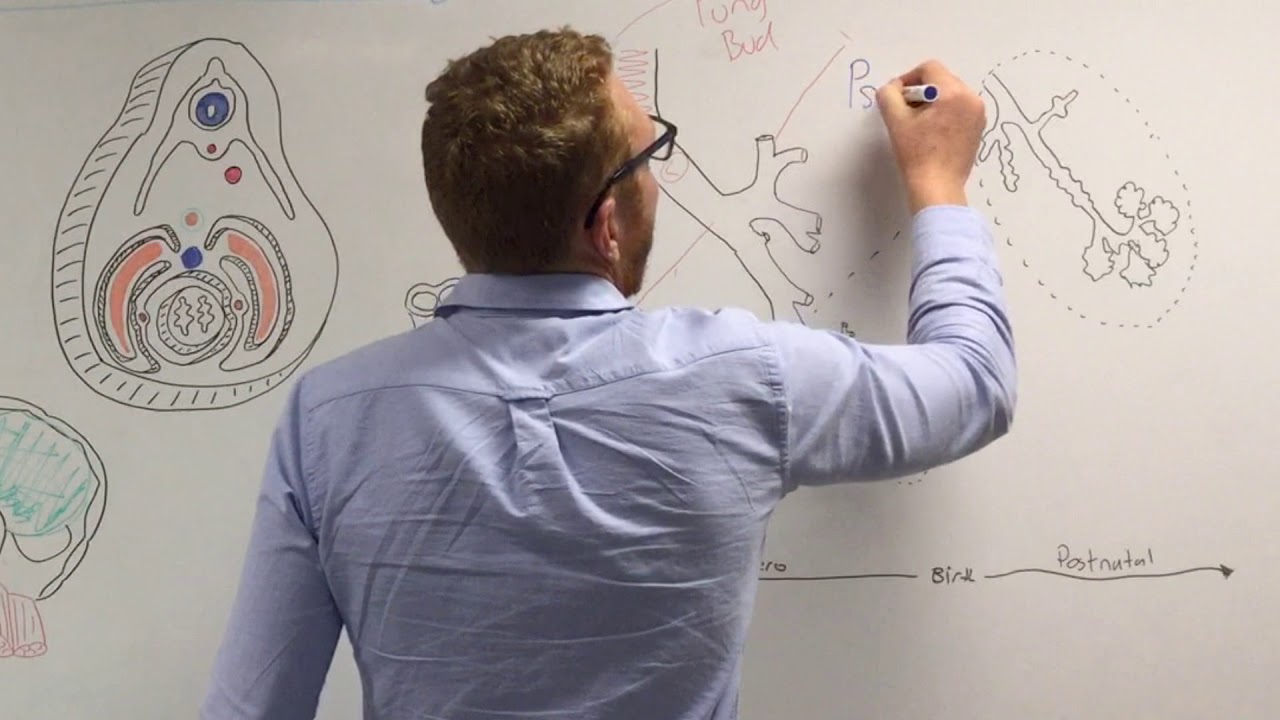 Development of Respiratory System | Embryology