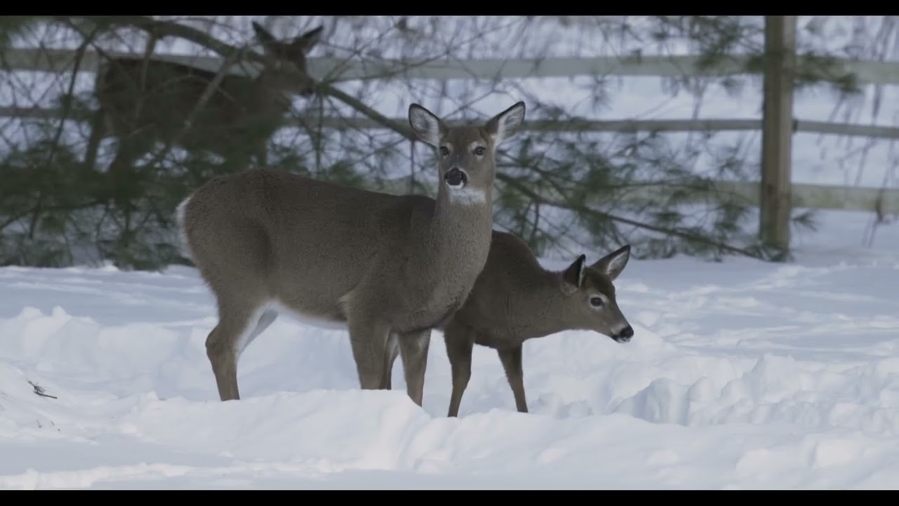 White Tailed Deer in the snow (Canon C50)