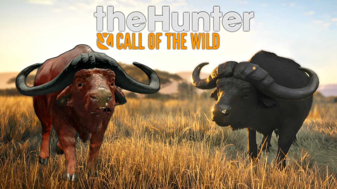 ACABOU A PACIÊNCIA,  AGORA É GUERRA AOS BÚFALOS! - The Hunter Call Of The Wild