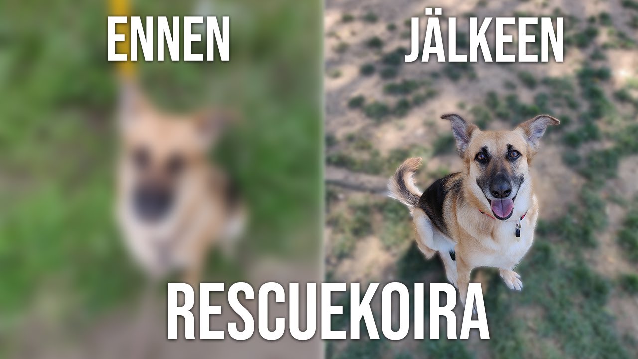 LAIKAN TARINA: Tappotarhalta uuteen kotiin