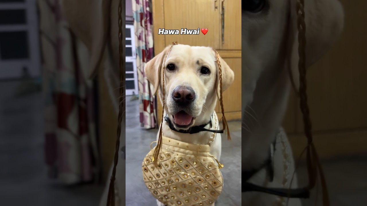 Hawa Hawai || Labra Coco || 