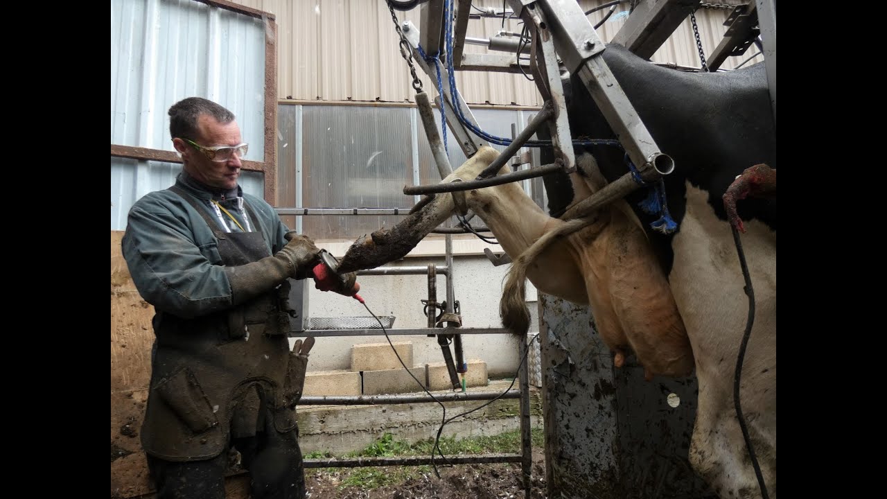Une séance de pédicure avec un pareur bovin en Lozère