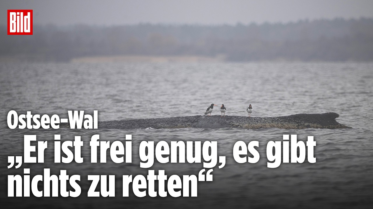 PRESSEKONFERENZ ZUM OSTSEE-WAL: Beh&ouml;rden geben Update zur Lage in Wismar | BILD LIVE