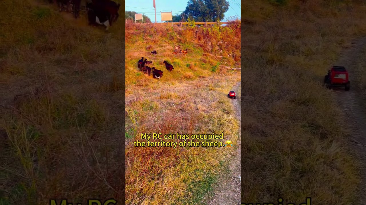 RC Jeep TROLLS a Flock of Sheep!😂 