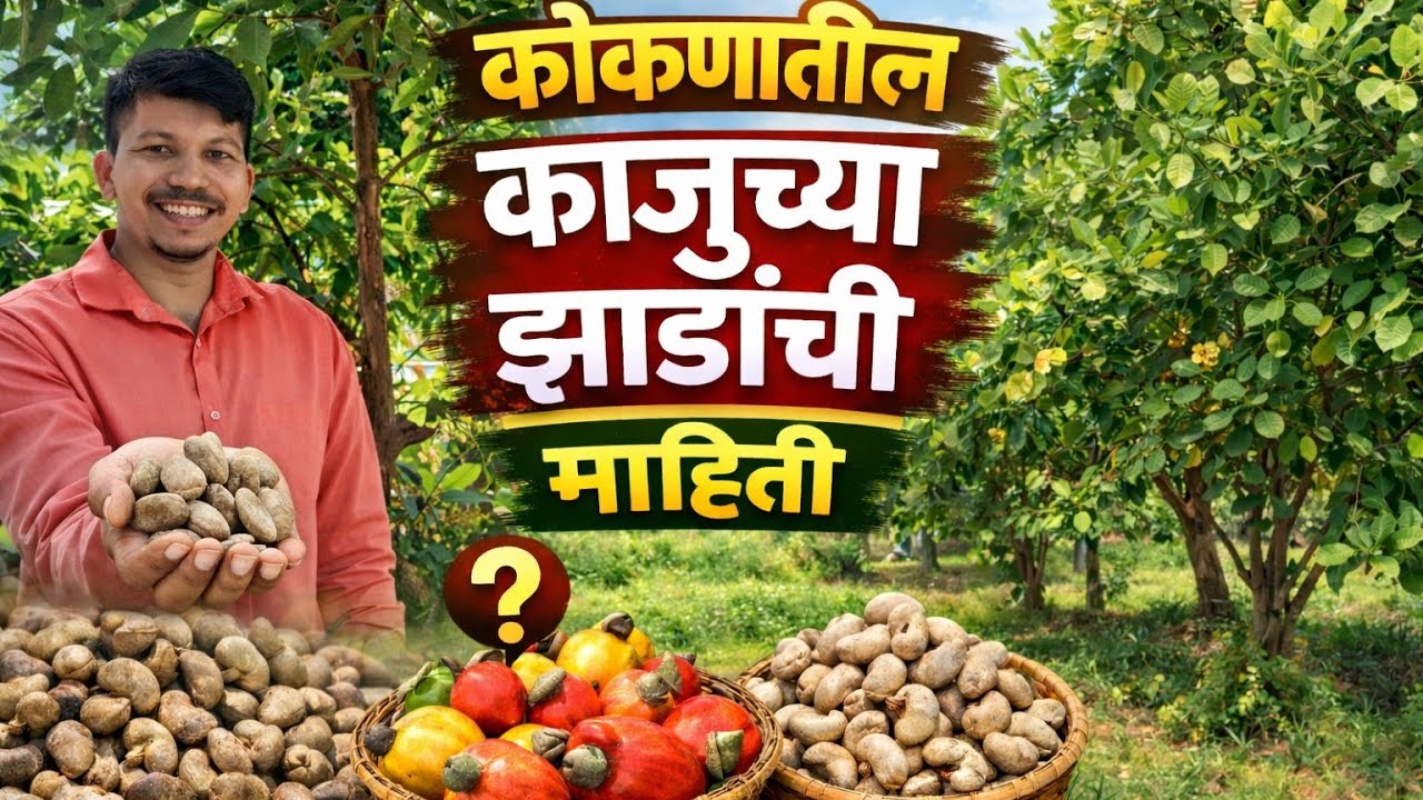  ​काजू शेती: कमी खर्चात लाखो रुपये कमवण्याची संधी!