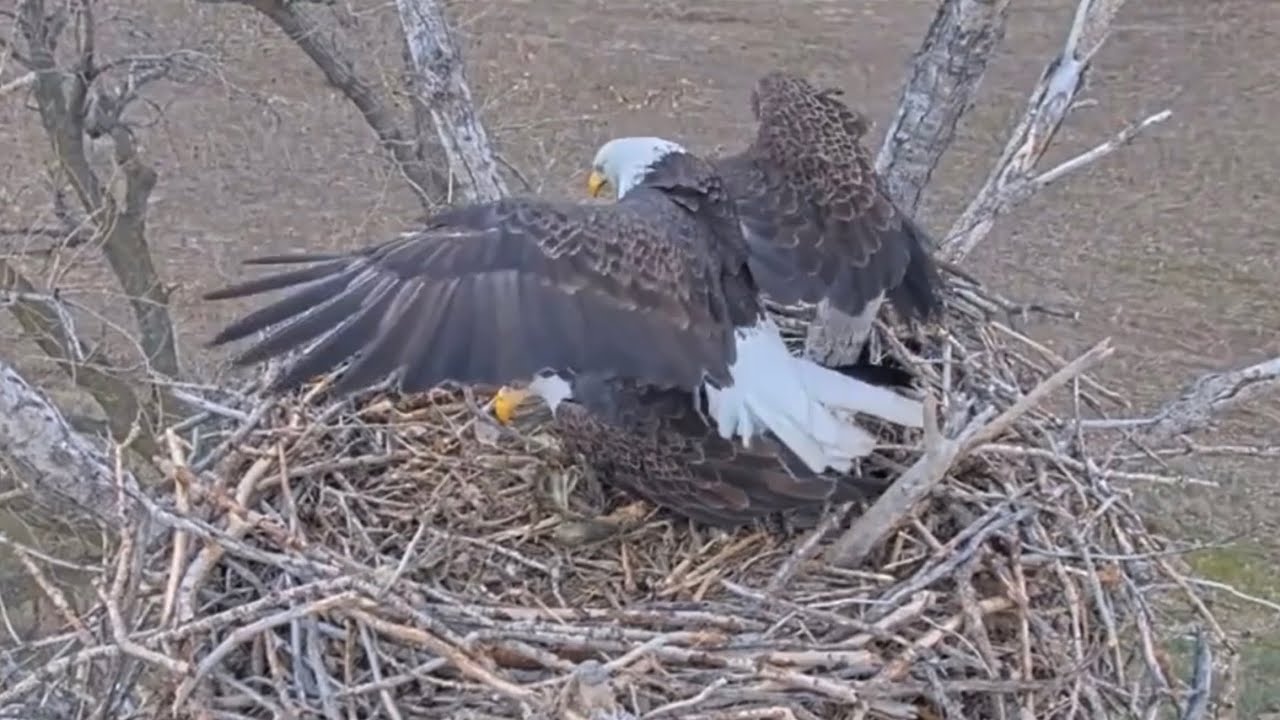 Kansas Eagles 11-27-24. Ellie & Harvey's Nest Additions; Bonding! Barred Owl Vocals; The Nest Guest.