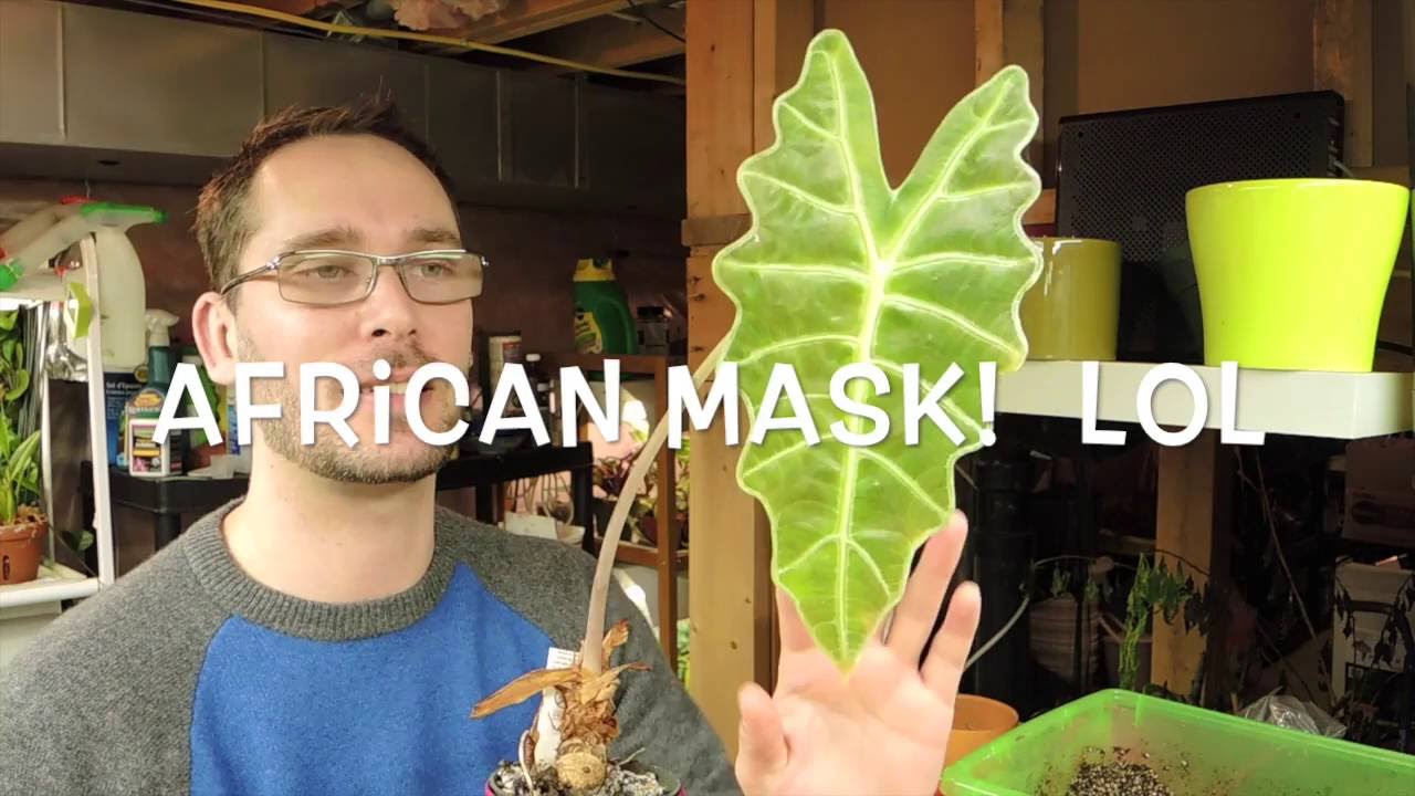Alocasia Polly - Transplanting