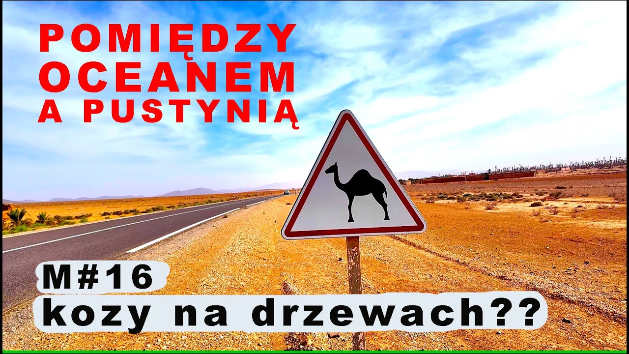 M#16 Południowe Maroko czyli Oaza Tighmert, targ wielbłąd&oacute;w Guelmim oraz kozy na drzewach??