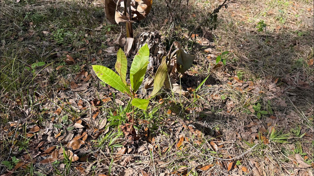 What Survived 24f