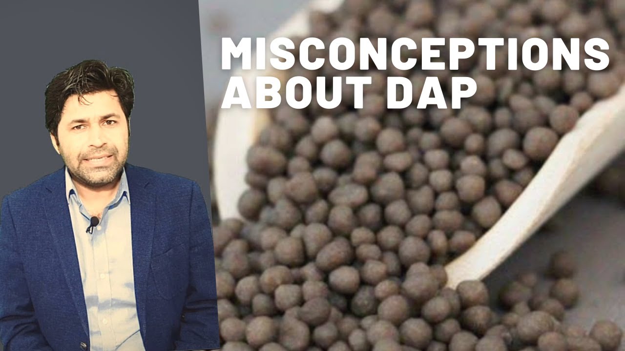 Misconceptions about DAP Fertilizer | Diammonium Phosphate | Majid Saleem | Agriculture in Pakistan