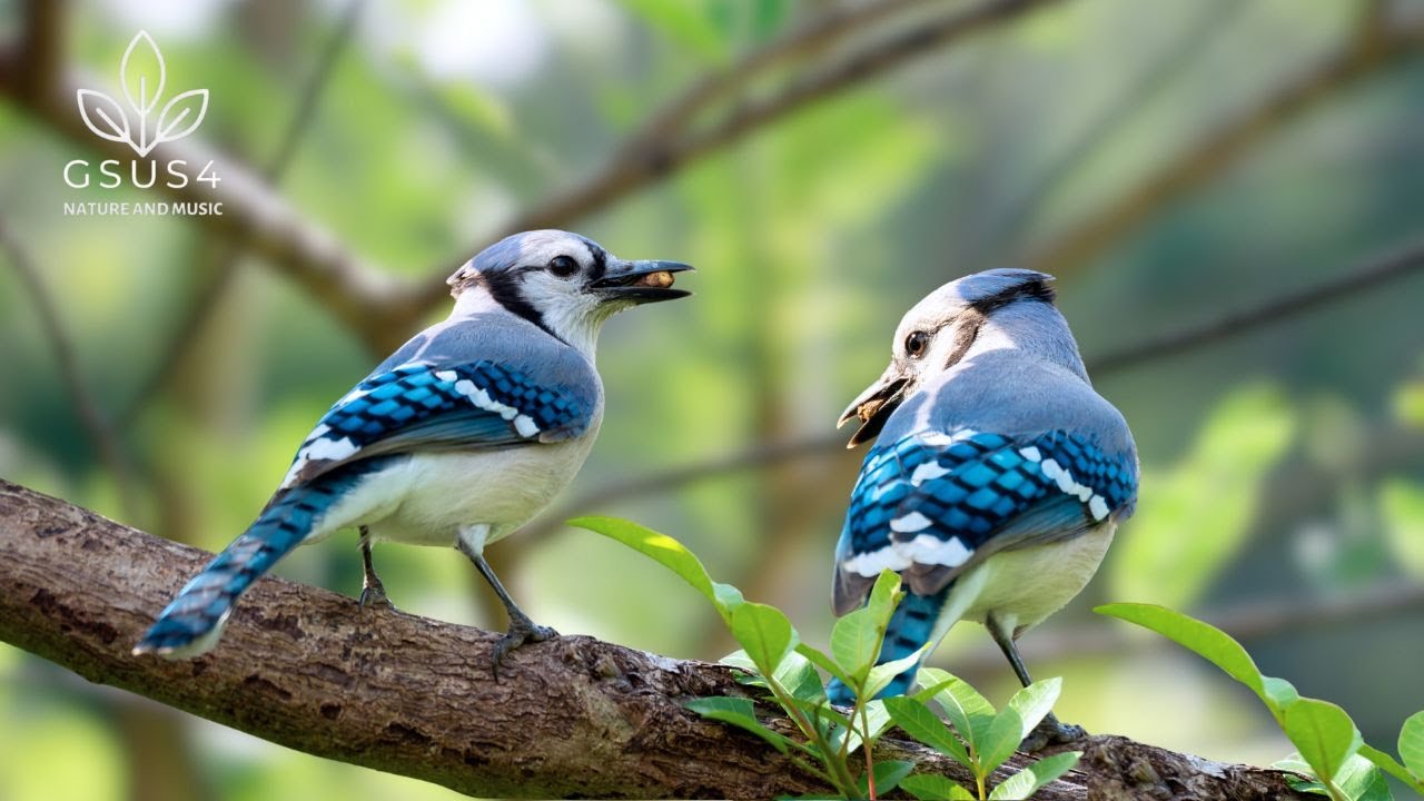 10 Hours of Bird Chirps –Soothing Forest Birds for Deep Sleep & Meditation - Nature Sounds