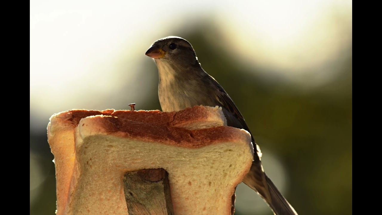 Paukštuku fotosesija  ir Gamta 📽🐦🦥🦅🐦  Ačiu kad žiūrėjote