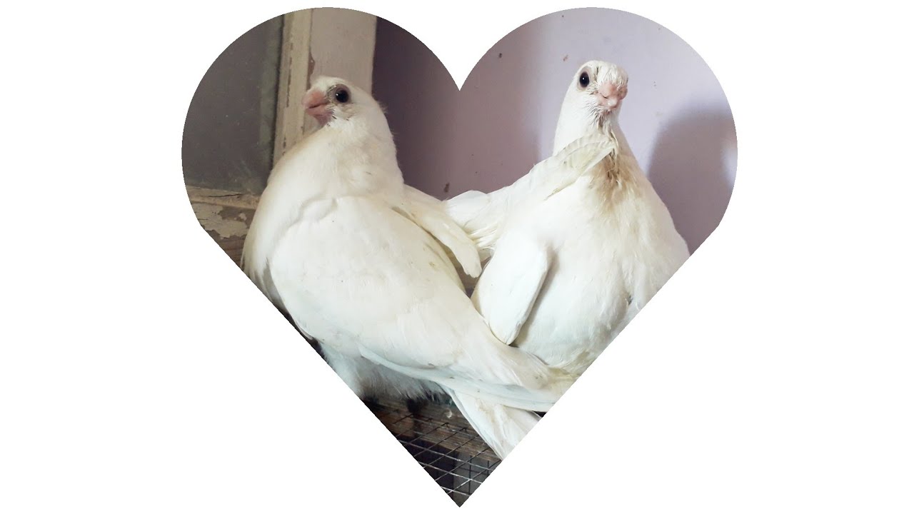 فرخ الزغلول الصافي من آلاف الي الياء