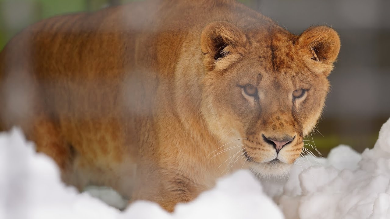 ムチムチだったフウちゃんはスリムになってました（釧路市動物園　ライオンのフウ）#lion #bigcat