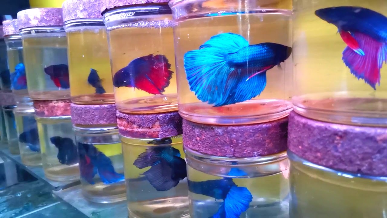 Pasar pudu tengok ikan laga bersama Ikmal