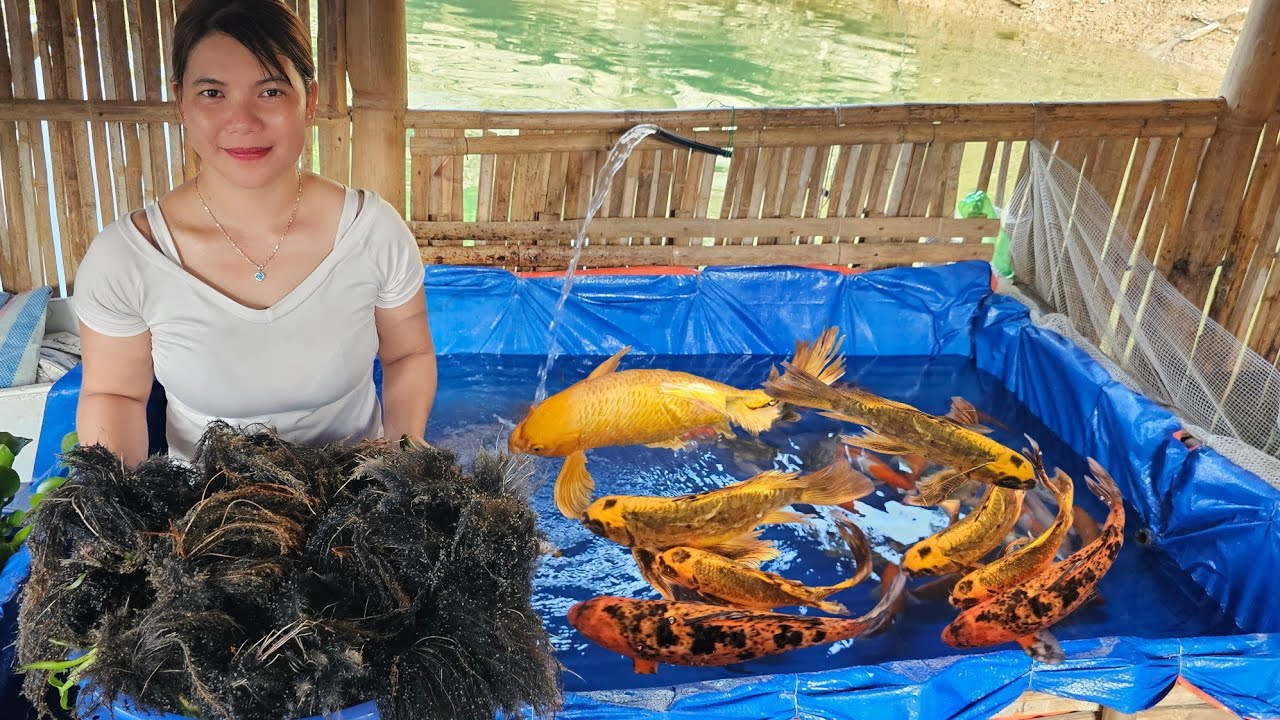 Girl Parent fish care, successful breeding on the lake surface