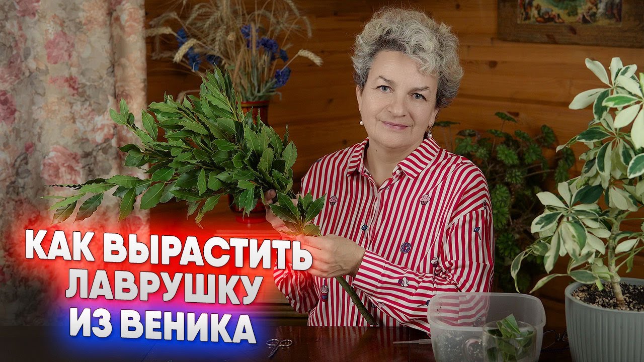 Как вырастить лаврушку из веника