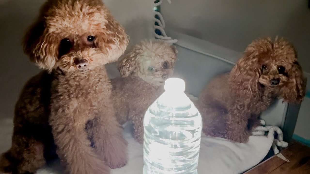 停電？トイレ問題？アメリカ引っ越し後が大変すぎた🐶🇺🇸