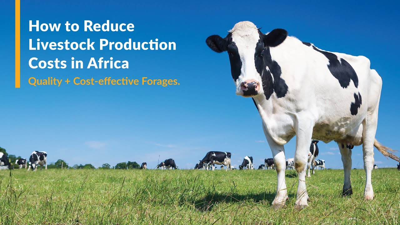 Here's how we are reducing the cost of livestock production in Africa - James Too.