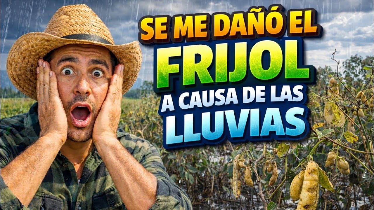 Como quedo el frijol después de las lluvias pasadas haber cuanto nos rinde.