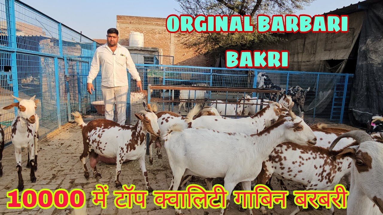 गाबिन बरबरी टॉप क्वालिटी फीमेल 10000 में | Taj Goat Farm UP | Full Bloodline Barbari Goat Available 