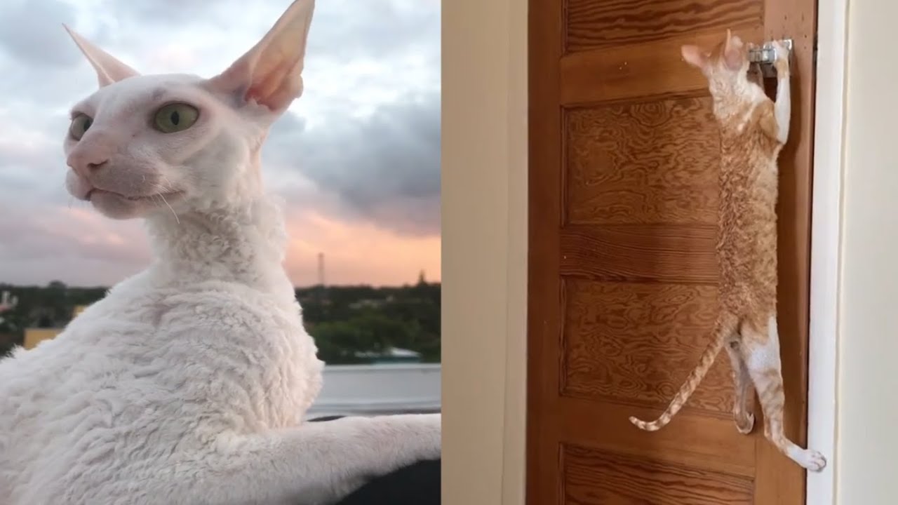 CUTE CORNISH REX CAT MOMENTS