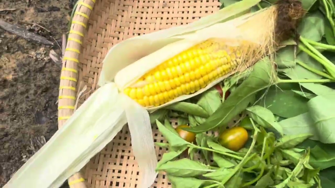 Panen jangung &khailan lagsg masak Hasil dari kebun 