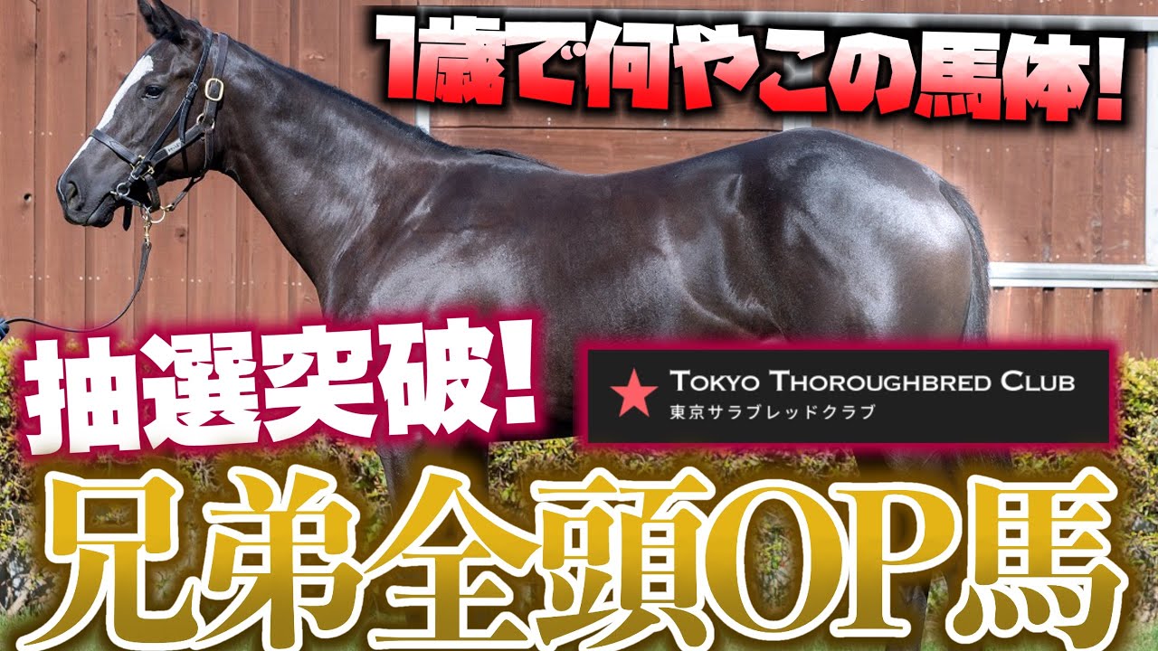 【衝撃の馬体!?】東サラ24産駒は好馬体かつ兄弟全頭OPで抜かりのない馬に出資しました！