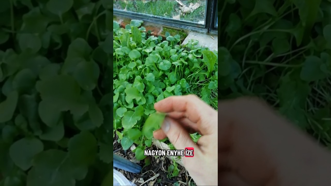 T&eacute;li porcsin a kedvenc t&eacute;l v&eacute;gi lev&eacute;lz&ouml;lds&eacute;gem.#t&eacute;liporcsin #&aacute;tnőttlevelűfű #ClaytoniaPerfoliata