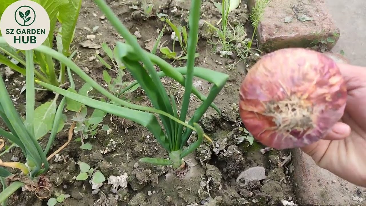 How To Grow Onion Green's | Peyaz Ugane ka Aasan Tarika | Spring Onion🧅