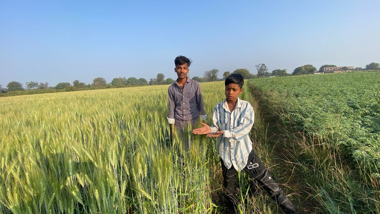 Subah Subah Khet Par Genhu 🌾 Dekhne Aa Gaye 😮